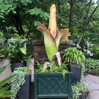 Corpse Flower-5 Lilies-2